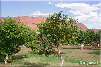 Obstplantage